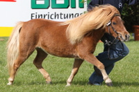StPrSt. ARYA VOM SCHWALBENHOF (Shet.) v. Akzent E / Moppel II (Sigrid Meyer, Dargun).